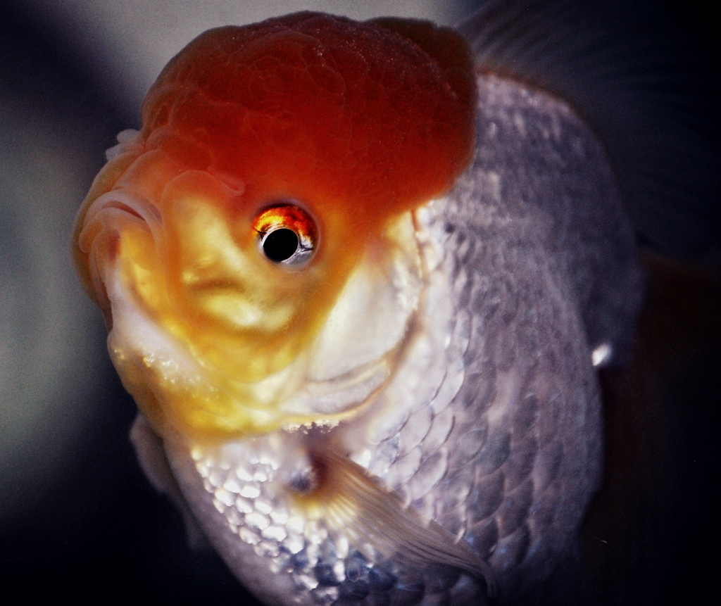 Lumpen "Lumpy" Proletariat