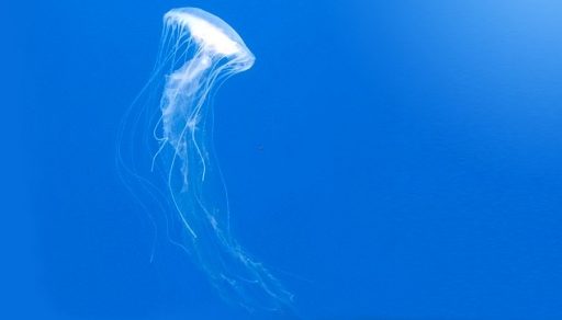 Ocean Legalities Workshop: The Law and Life of the Sea 