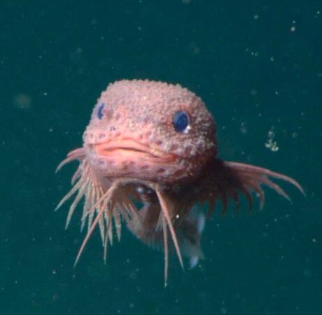 A pink round fish in a deep green sea. One image is straight on. Is it smirking? Two side profile pics show its many whisker-like chin fins.